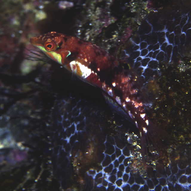 Halichoeres nebulosus